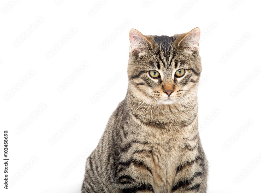 Obraz premium Tabby cat on white background