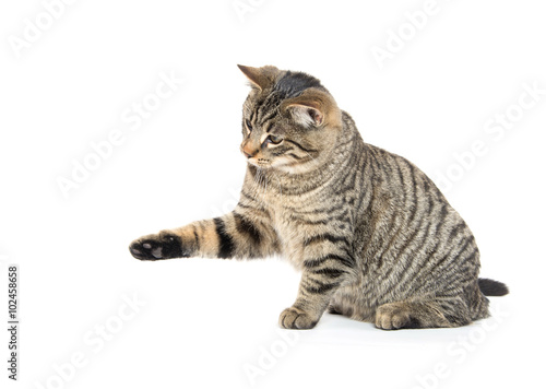 Obraz na płótnie Cute tabby playing on white w salonie