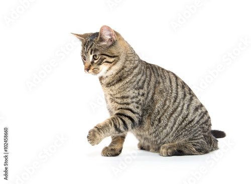 Cute tabby playing on white