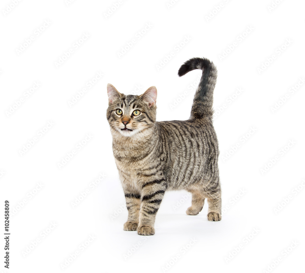 Cute tabby cat on white Cute tabby cat on white