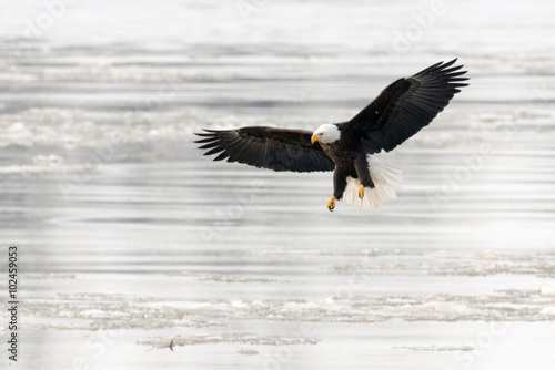 Bald eagle taking flight