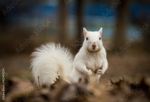 White squirrel in Olney City Park photo