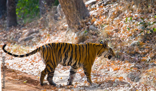 Wild tiger in the jungle. India. Bandhavgarh National Park. Madhya Pradesh. An excellent illustration.