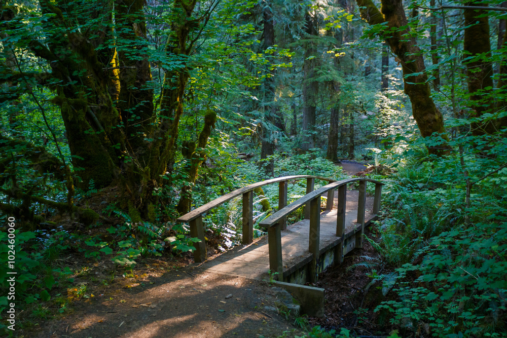 Obraz premium Hiking Trail Bridge Umpqua National Forest