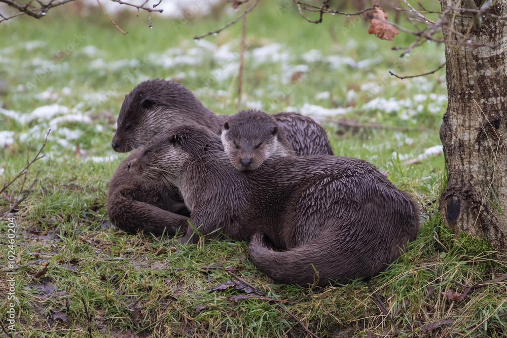 Obraz premium Otter Family on Bank. In Winter. Light Snow on Grass.