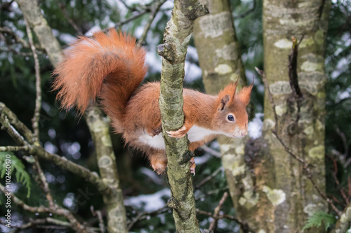 Red Squirrel in Snow © Stephan Morris 