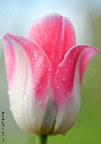 Pink tulip/ Beautiful fresh pink tulip with drops of water on natural background/