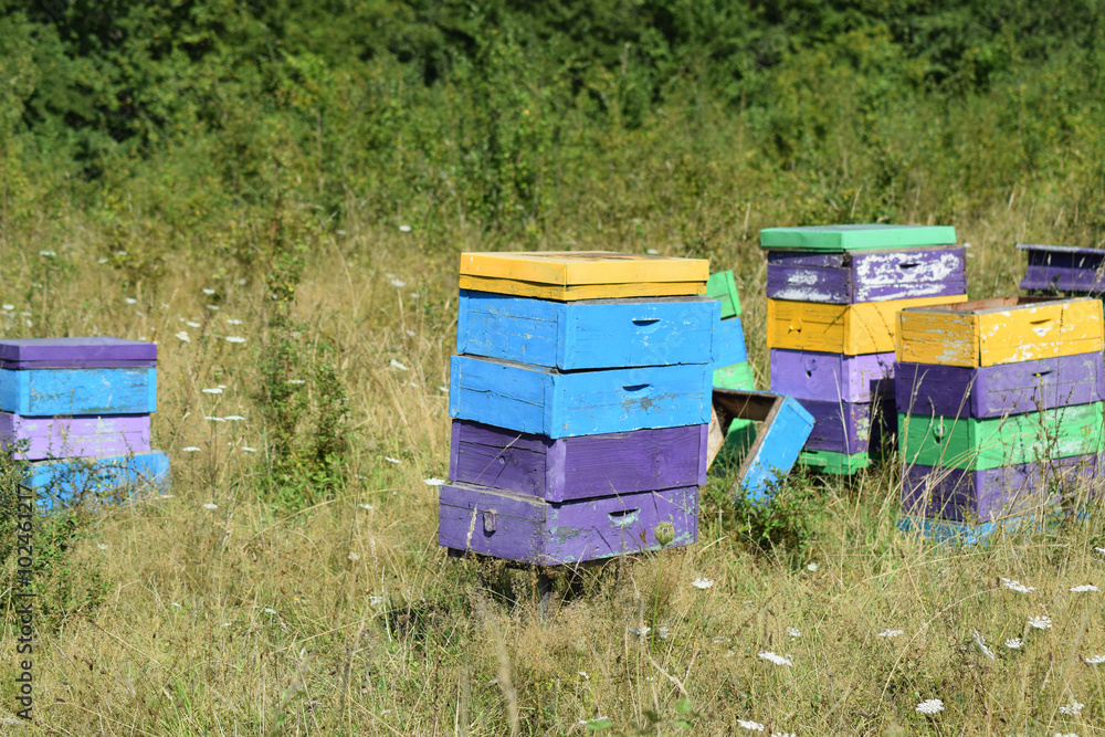 Small apiary in the foothills. Small apiary in the foothills.