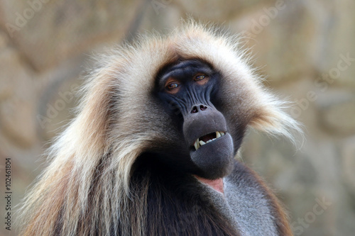 Gelada male monkey