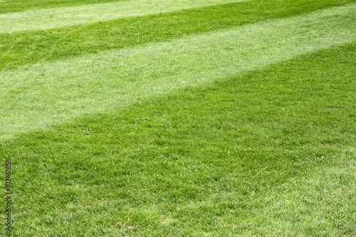 Green grass texture for background. Sunny green grass background. Selective focus used.