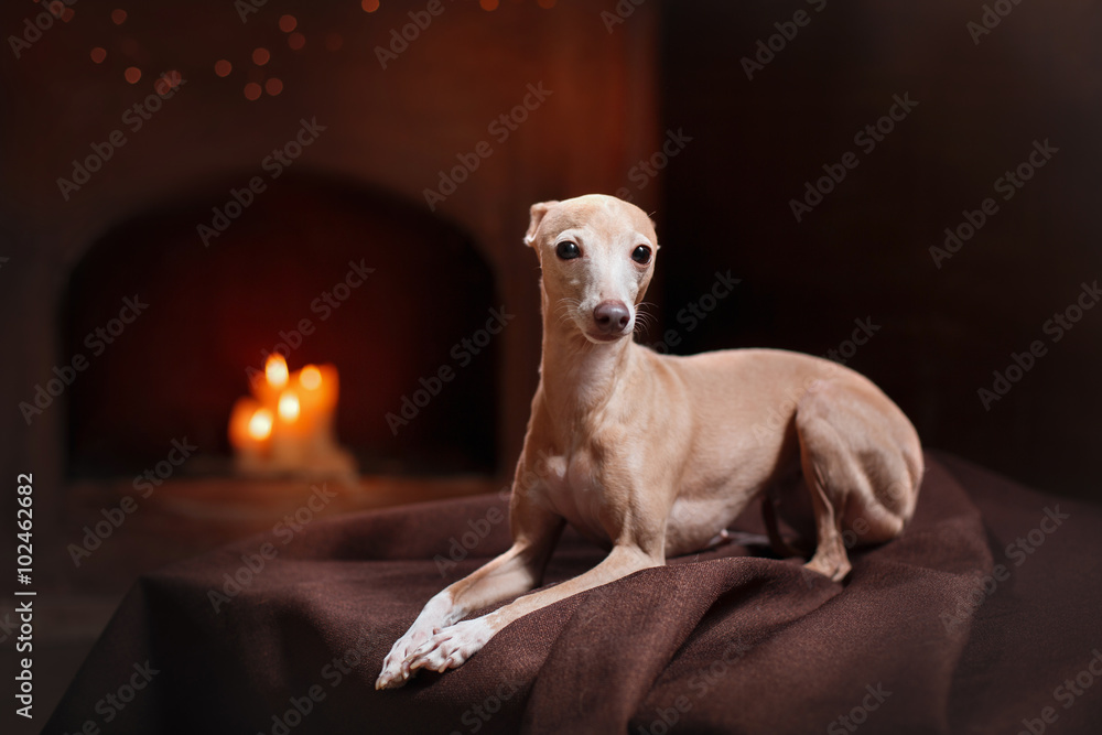 Italian greyhound on a color background in studio