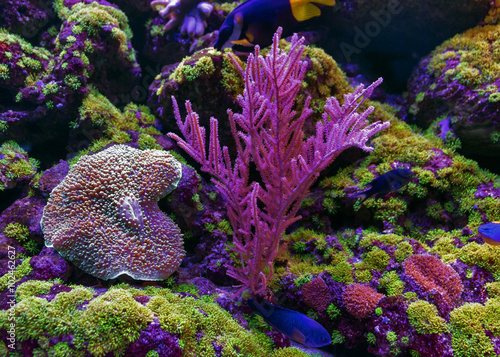 Underwater, Underwater World, corals and beautiful fish