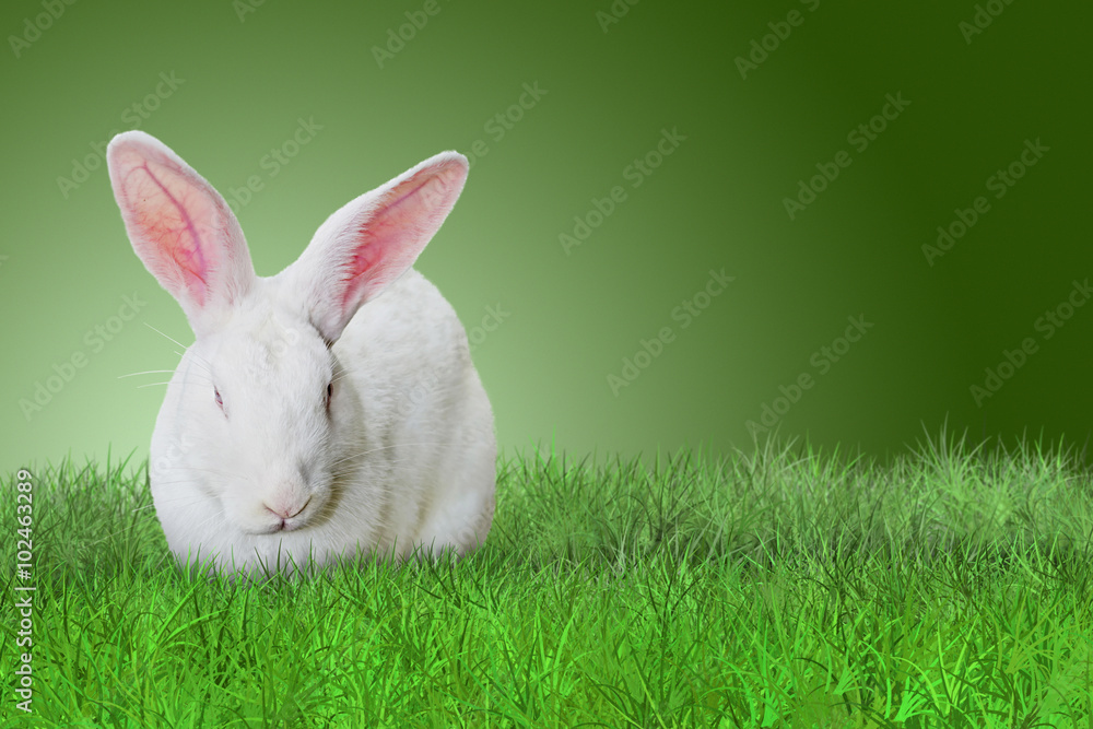 Easter rabbit on grass on green background Easter rabbit on grass on green background