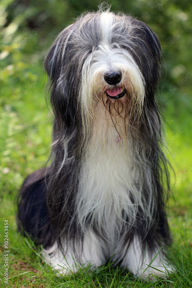 Bearded Collie