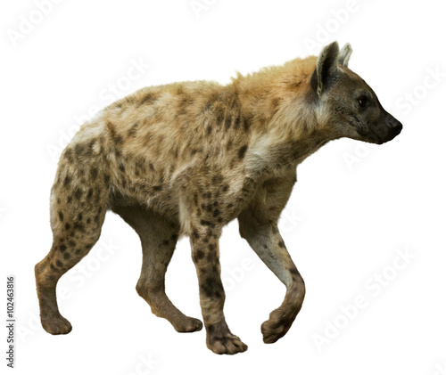 Obraz na płótnie Spotted hyena on white