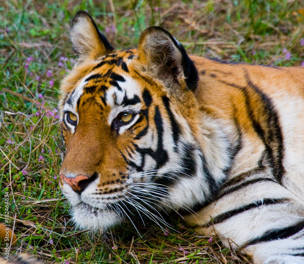 Obraz premium Portrait of a tiger in the wild. India. Bandhavgarh National Park. Madhya Pradesh. An excellent illustration.
