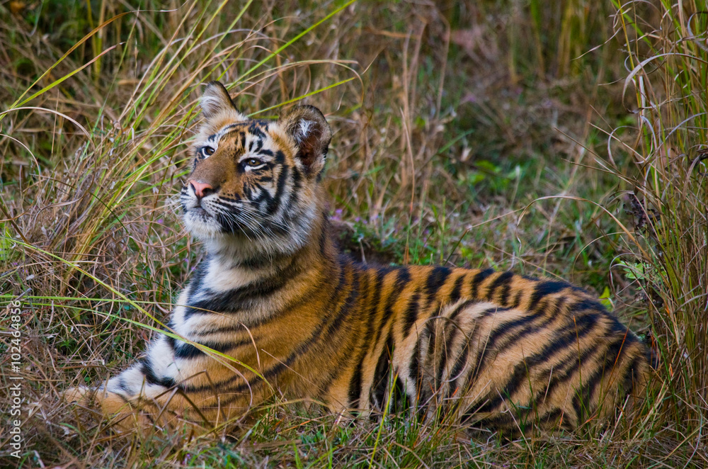 Obraz premium The cub wild tiger lying on the grass. India. Bandhavgarh National Park. Madhya Pradesh. An excellent illustration.