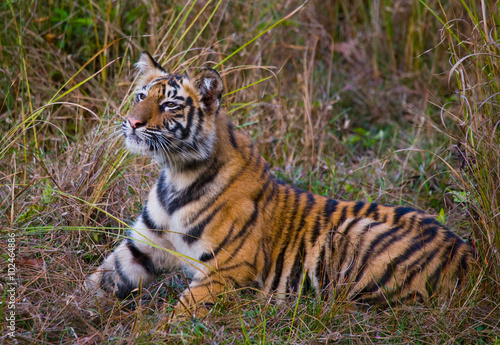 The cub wild tiger lying on the grass. India. Bandhavgarh National Park. Madhya Pradesh. An excellent illustration.
