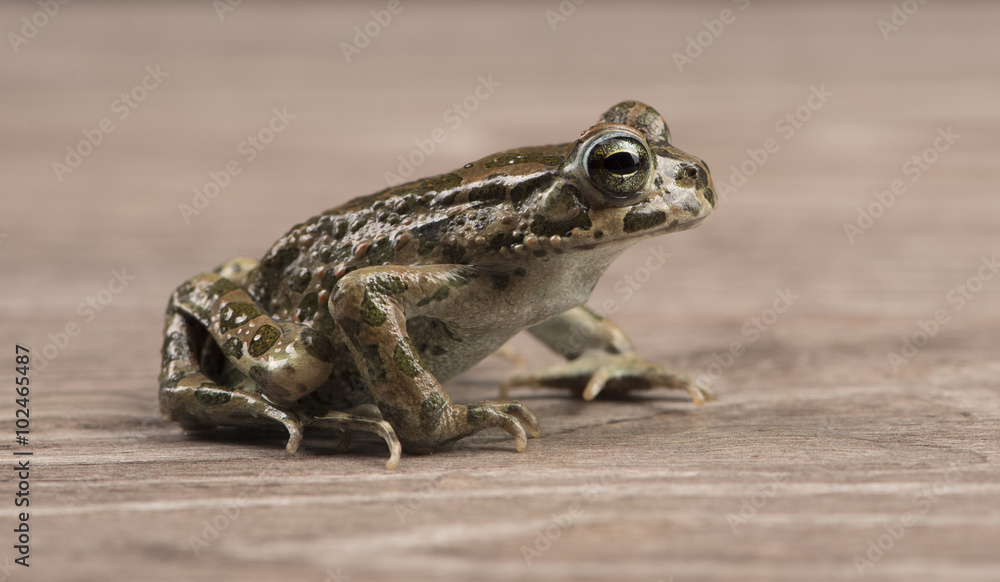 Fototapeta premium frog