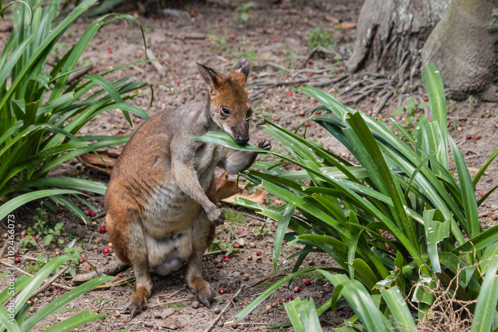Fototapeta premium wallaby feeding on leaves