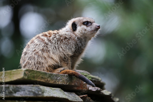 Meerkat © Edwin Butter