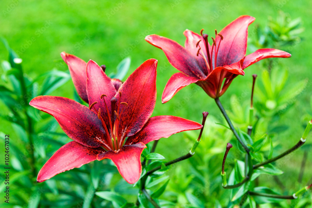 two maroon lily on background of bright green two maroon lily on background of bright green