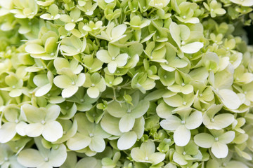 Leinwandbilder Hortensie Weiße Hortensie zwischen grünem Laub  © hdmphoto