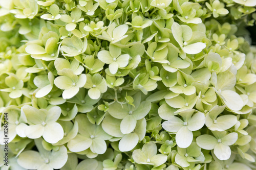 Blooming white hydrangea in foliage closeup