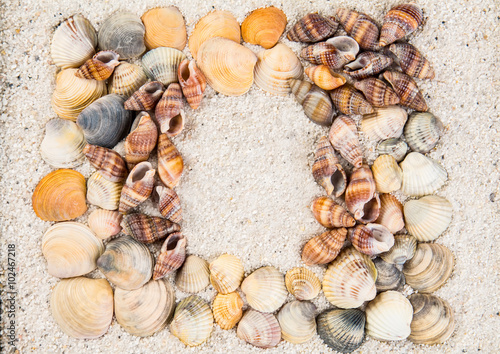 Sea Shells Seashells! - variety of sea shells from beach - panoramic - with large scallop shell.