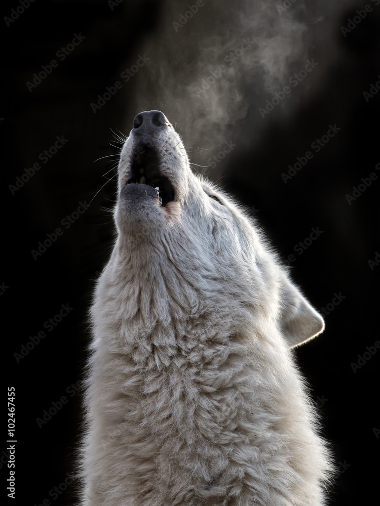 Naklejka premium Hudson Bay Wolf