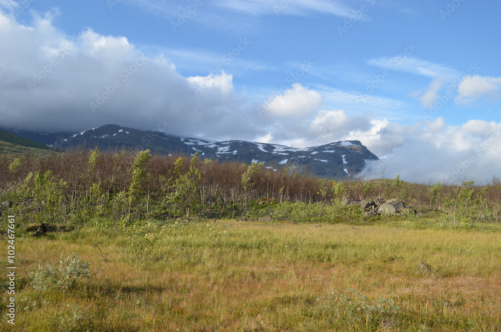 View on subarctic tundra and beech forest in Swedish Lapland View on subarctic tundra and beech forest in Swedish Lapland