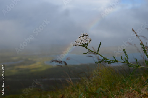 Clouds, common yarrow flower and sunshine over valley in subarctic mountains, Swedish Lapland