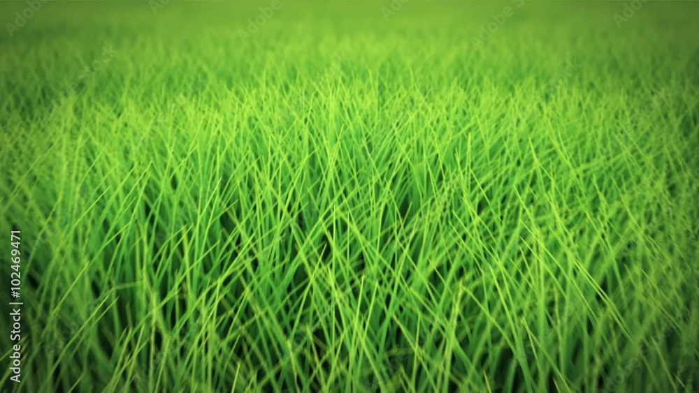 Loop: low flight over grass field, depth of field Loop: low flight over grass field, depth of field