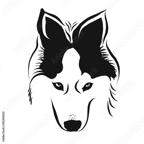 siberian husky head vector
