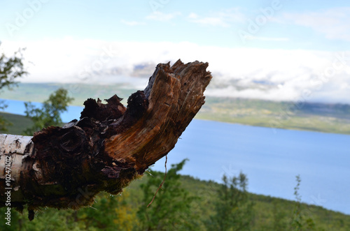 Fallen birch tree on mountain slope overlooking Lake Torneträsk in Abisko, Swedish Lapland 