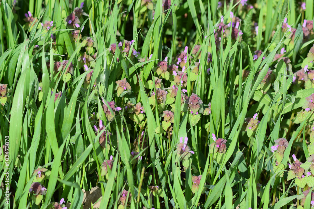 Lamium purpureum blooming in the garden. Lamium purpureum blooming in the garden.