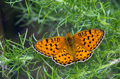 Mariposa- Parque Nacional de Sierra Nevada