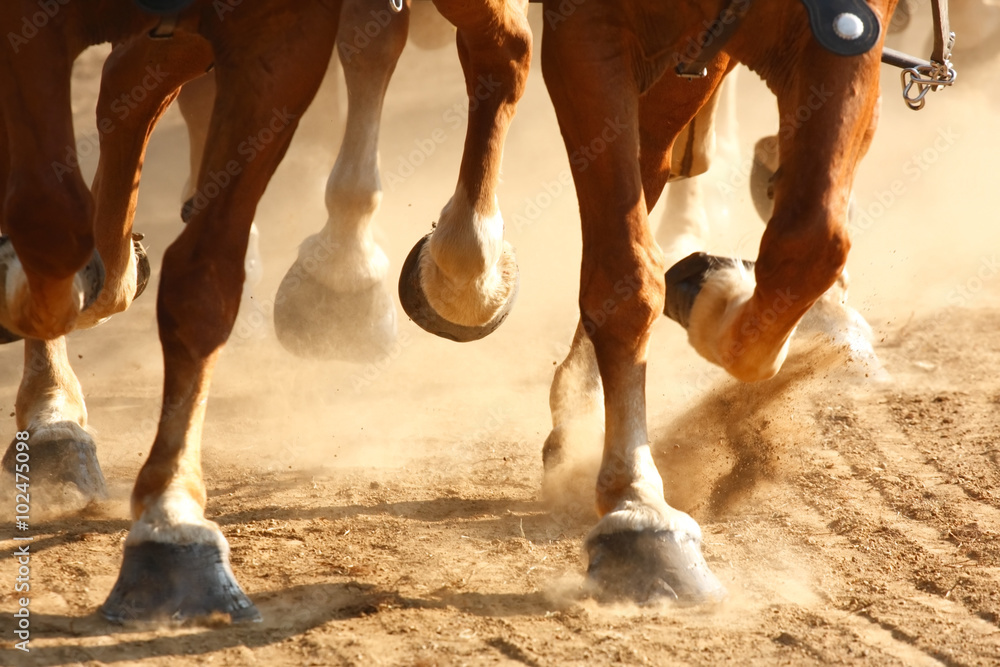 Fototapeta premium Galopujące kopyta konia