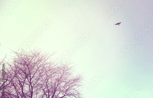 Bird flying free in the sky winter tree