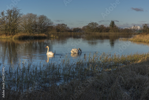 Swans swimming in a Loch