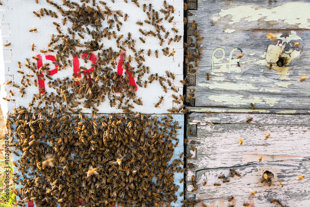 Bees entering and leaving beehives near Sheridan, Wyoming Bees entering and leaving beehives near Sheridan, Wyoming