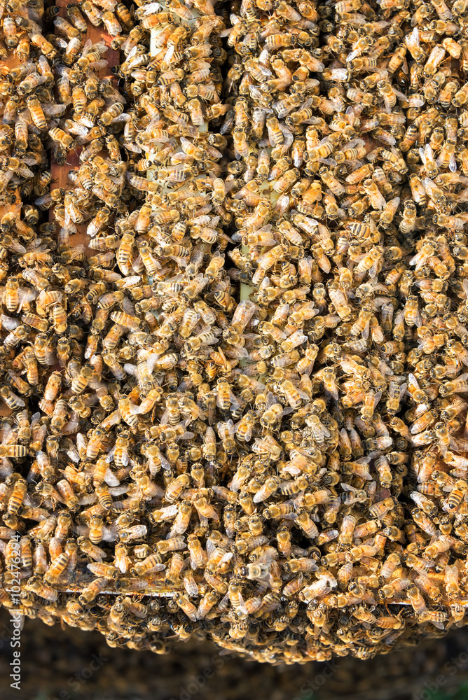 Thousands of bees covering a hive near Sheridan, Wyoming Thousands of bees covering a hive near Sheridan, Wyoming