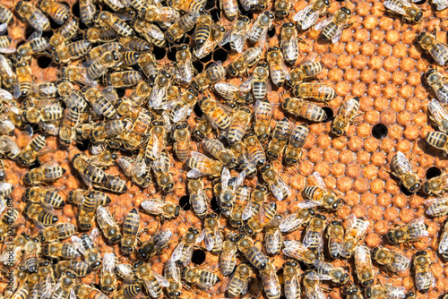 Closeup view of bees near Sheridan, Wyoming