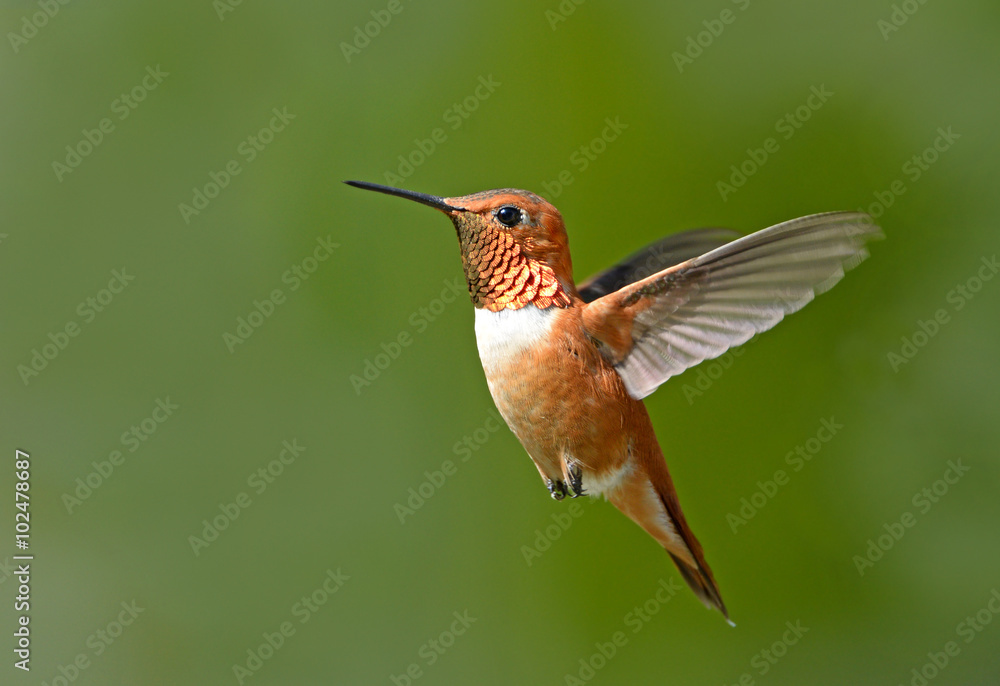 Fototapeta premium Male Rufous Hummingbird in flight, with green background. British Columbia, Canada