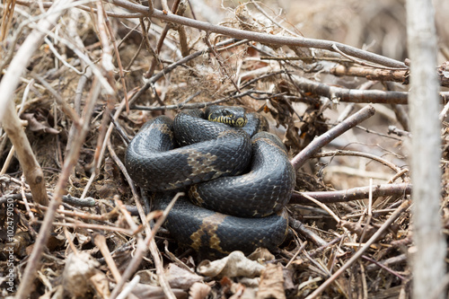 Black Racer Snake or Schrenck's rat snake photo