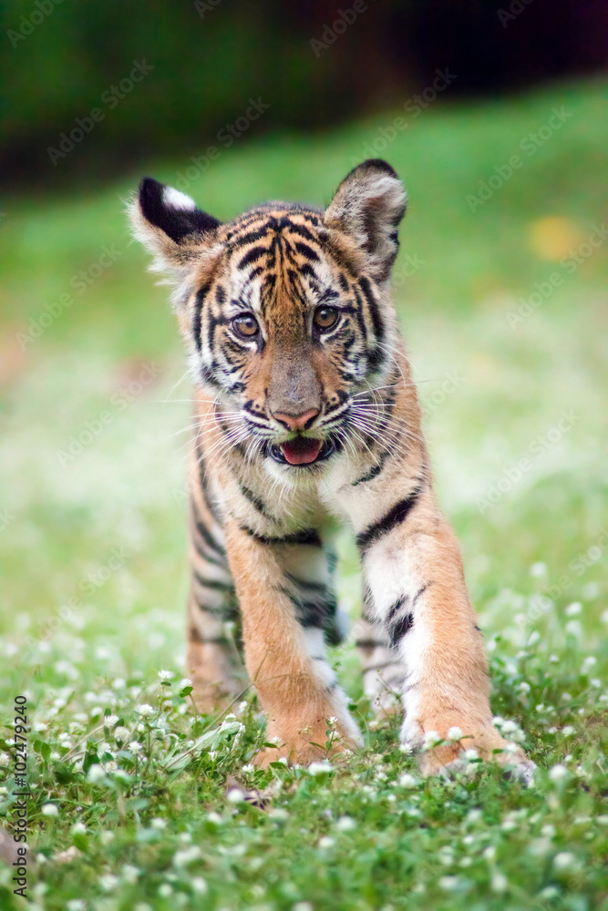 Obraz premium Tygrys bengalski spaceruje po łące.