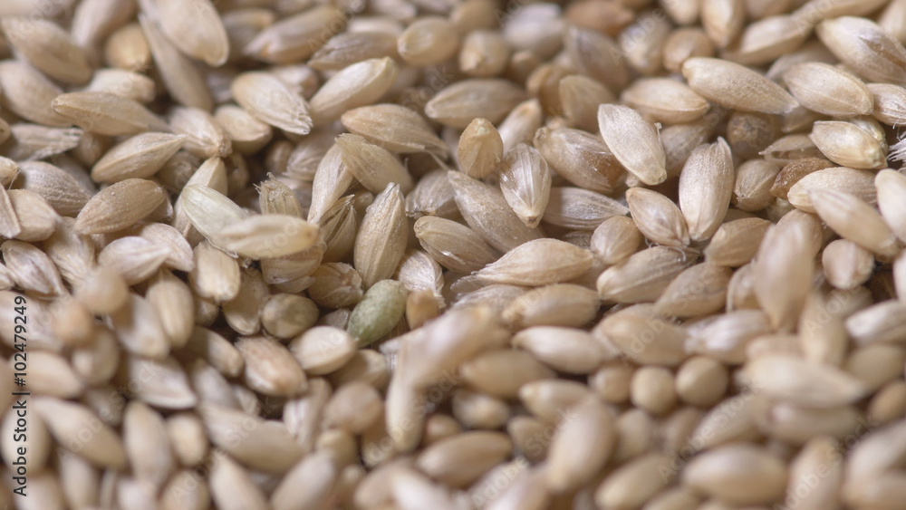 Close-up of golden seeds falling Close-up of golden seeds falling