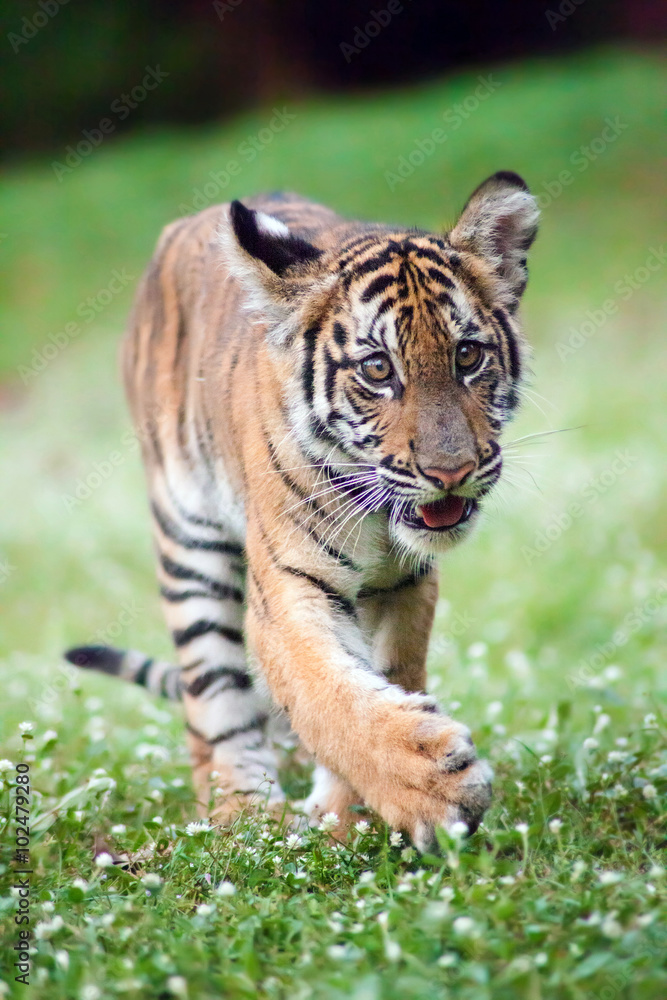 Fototapeta premium Bengal baby tiger is walking across a meadow.