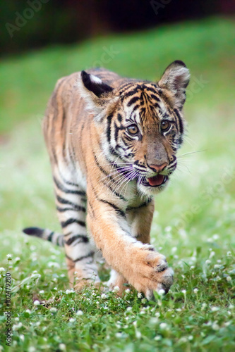 Bengal baby tiger is walking across a meadow.