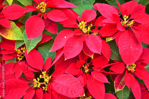 Christmas flowers of red on garden  POINSETTIA